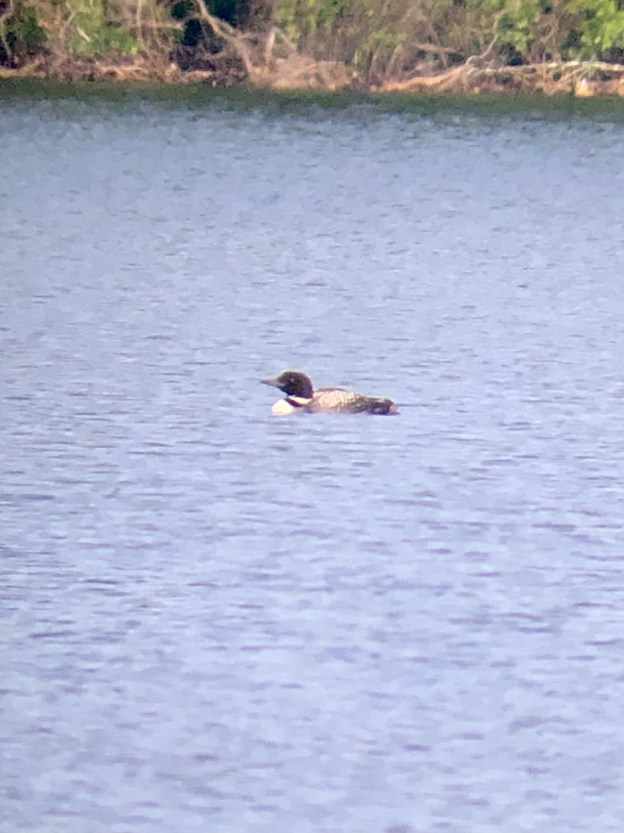 Common Loon - ML639526424