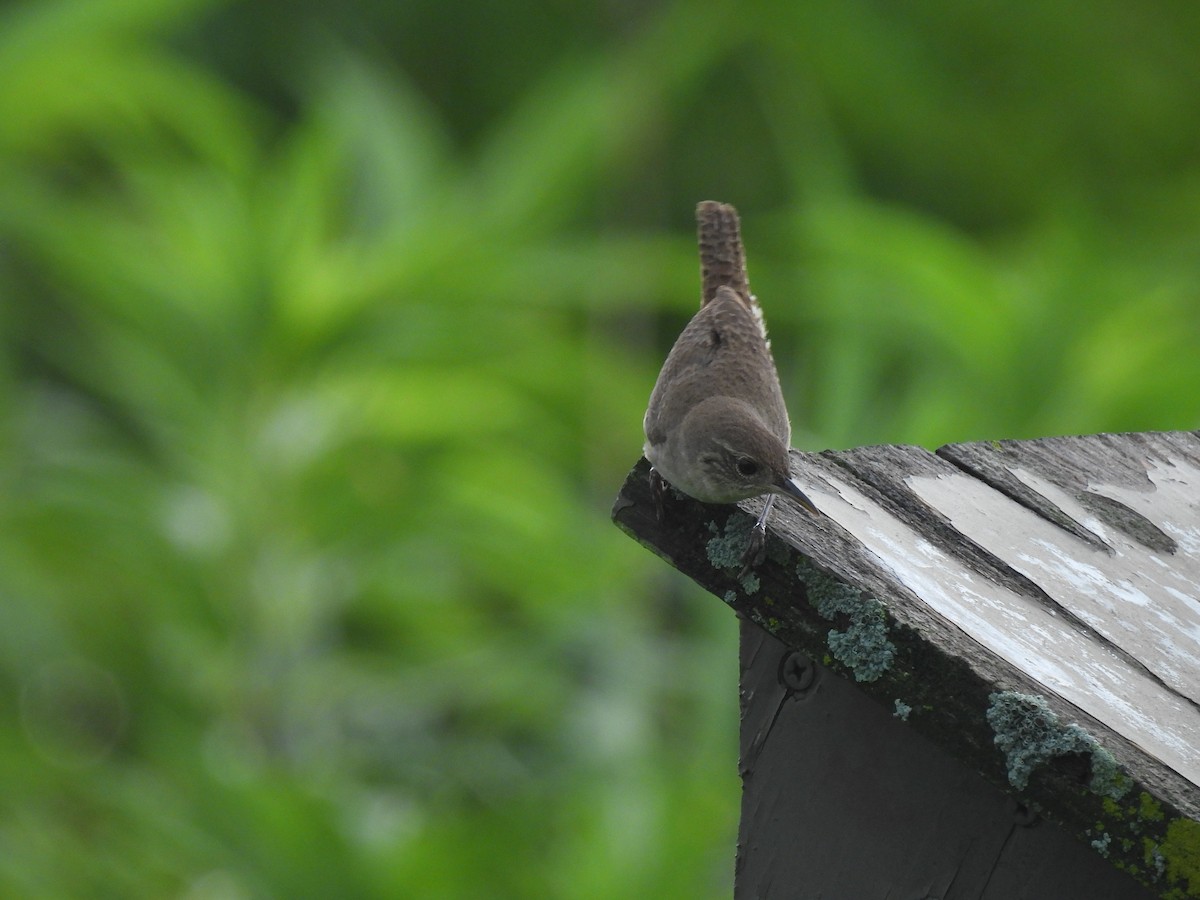 Northern House Wren (Northern) - ML639526427