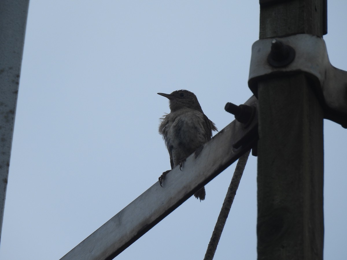 Northern House Wren (Northern) - ML639526428