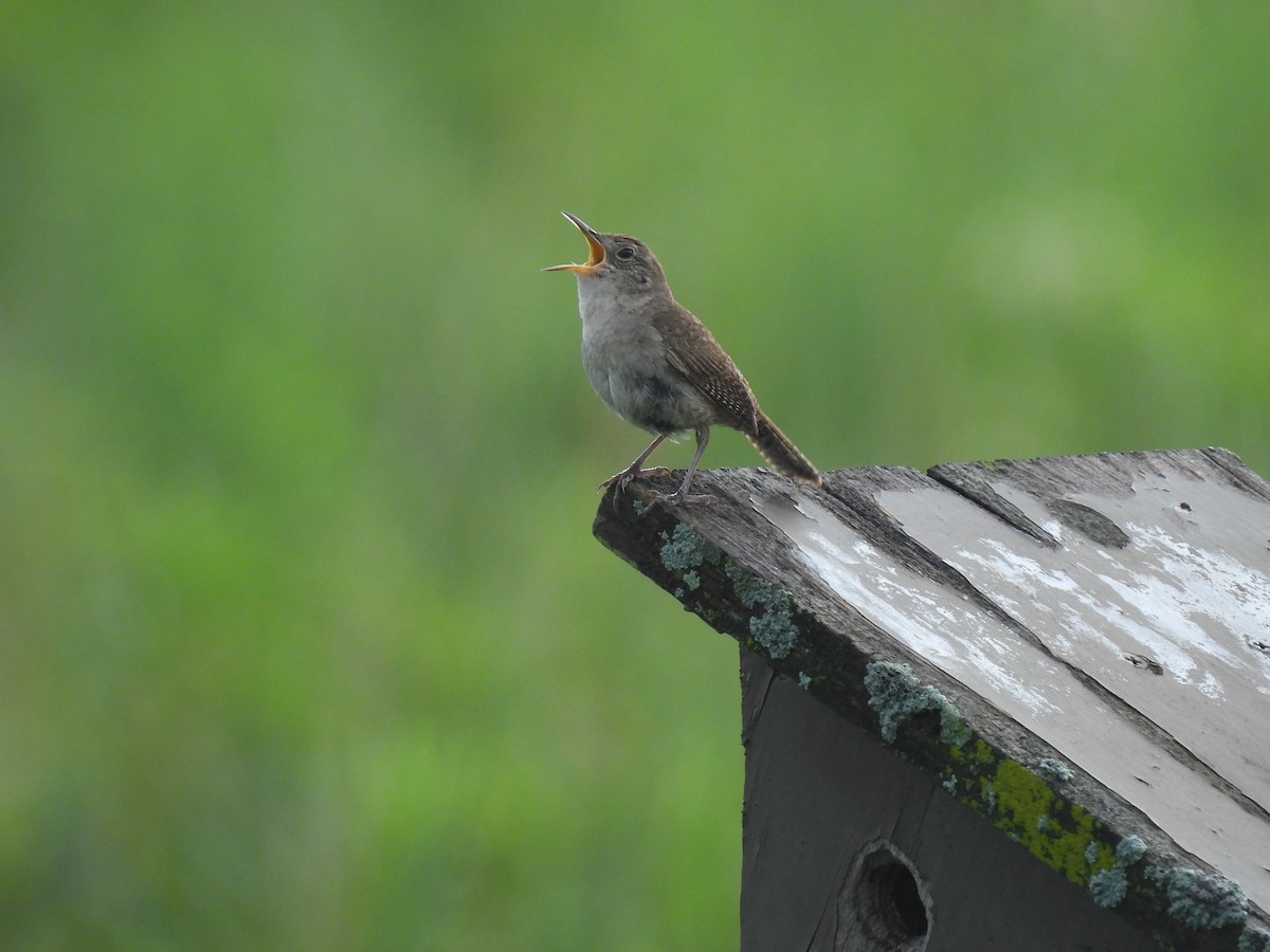 Northern House Wren (Northern) - ML639526429
