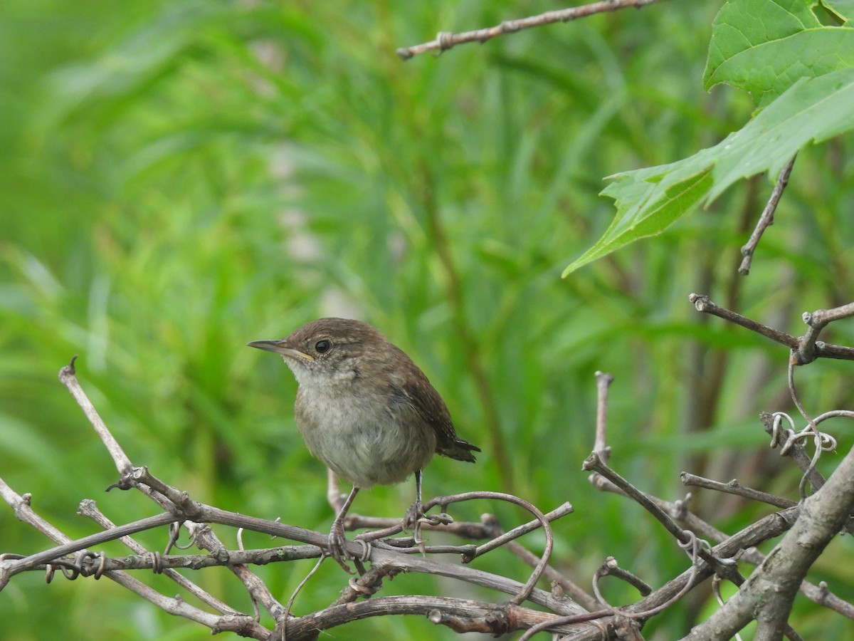 Northern House Wren (Northern) - ML639526430