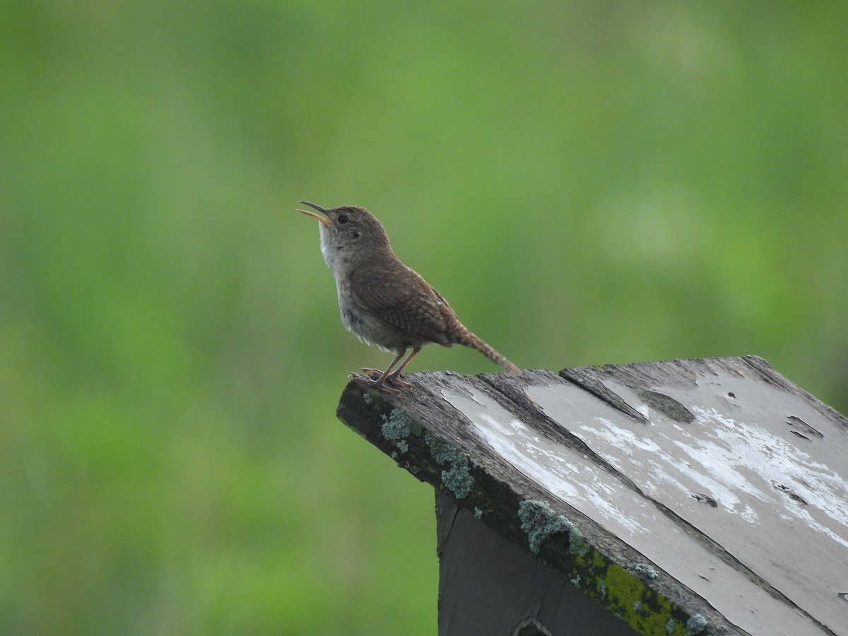 Northern House Wren (Northern) - ML639526431