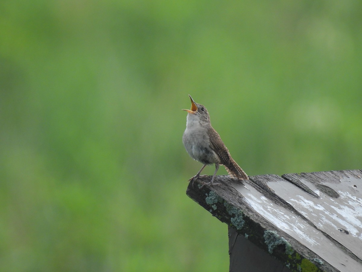 Northern House Wren (Northern) - ML639526432