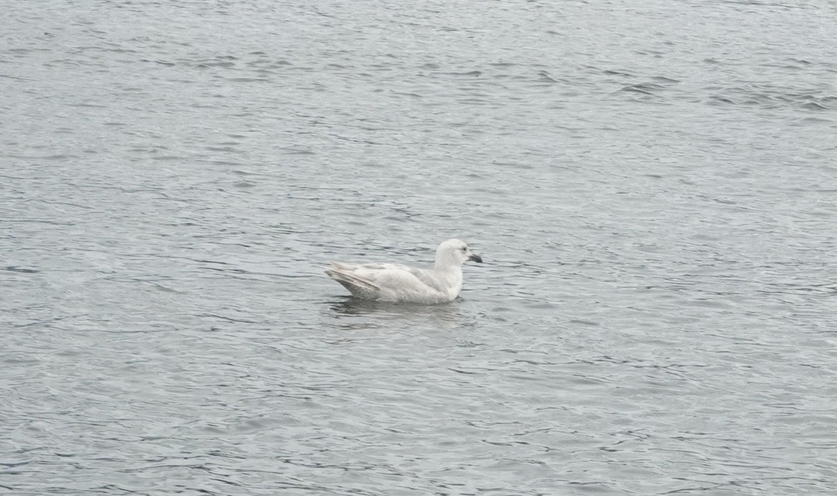 Glaucous-winged Gull - ML639526484