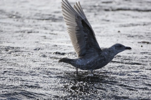 Glaucous-winged Gull - ML639526560