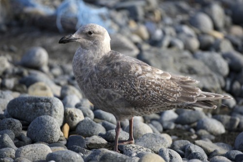 Glaucous-winged Gull - ML639526561