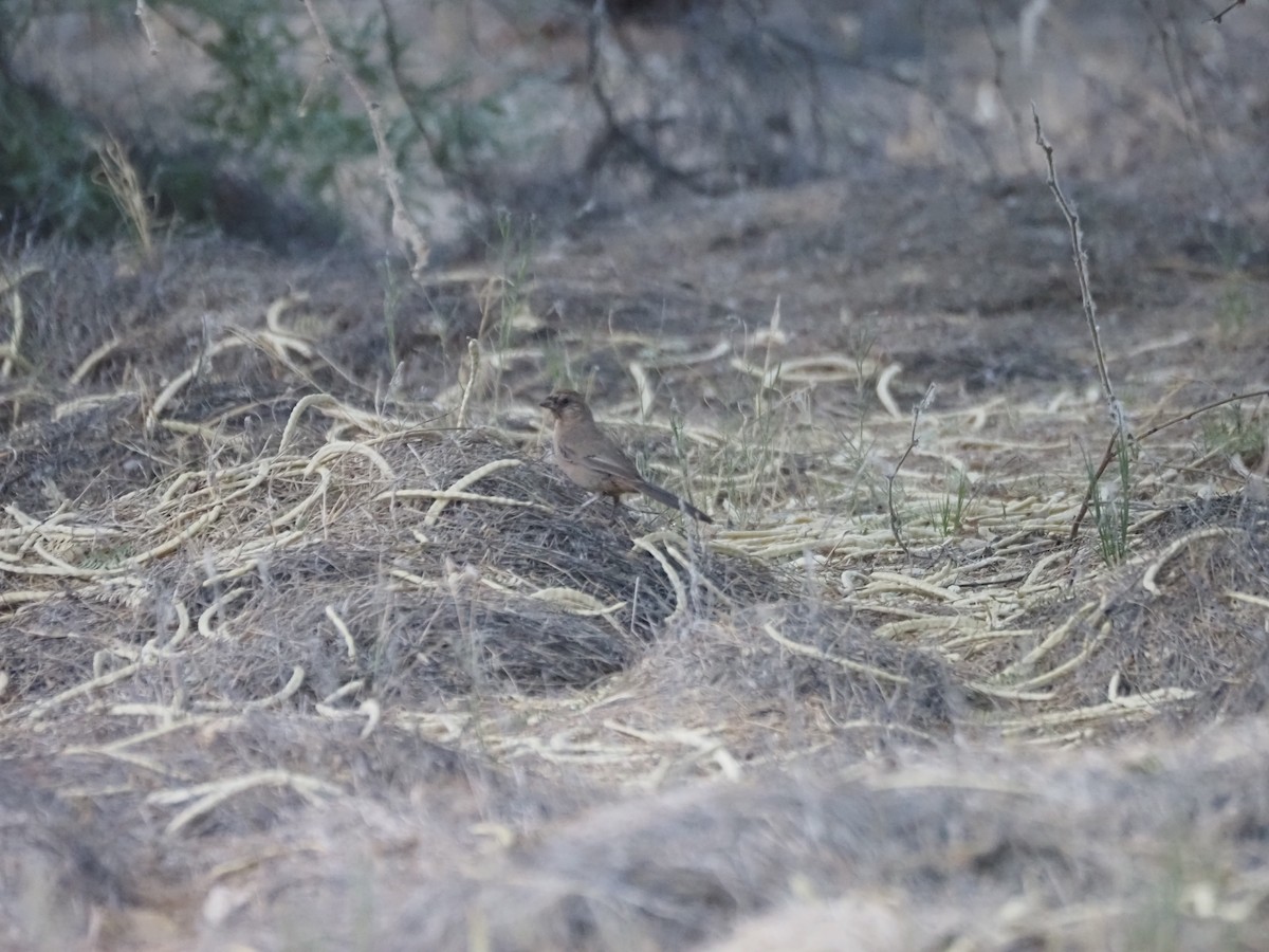 Abert's Towhee - ML639526609