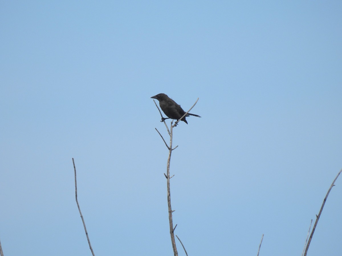 Common Grackle (Bronzed) - ML639526701