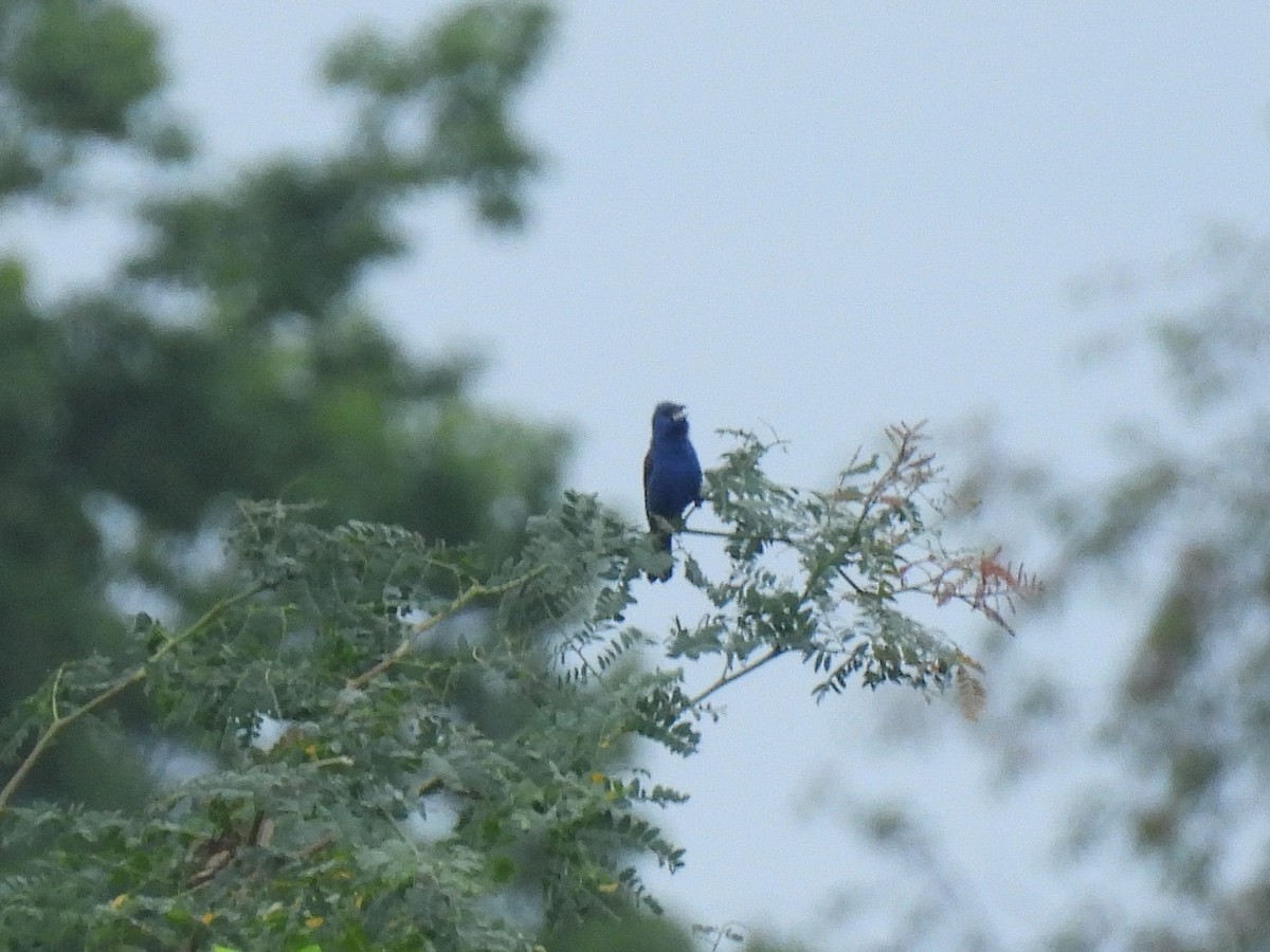 Blue Grosbeak - ML639526702