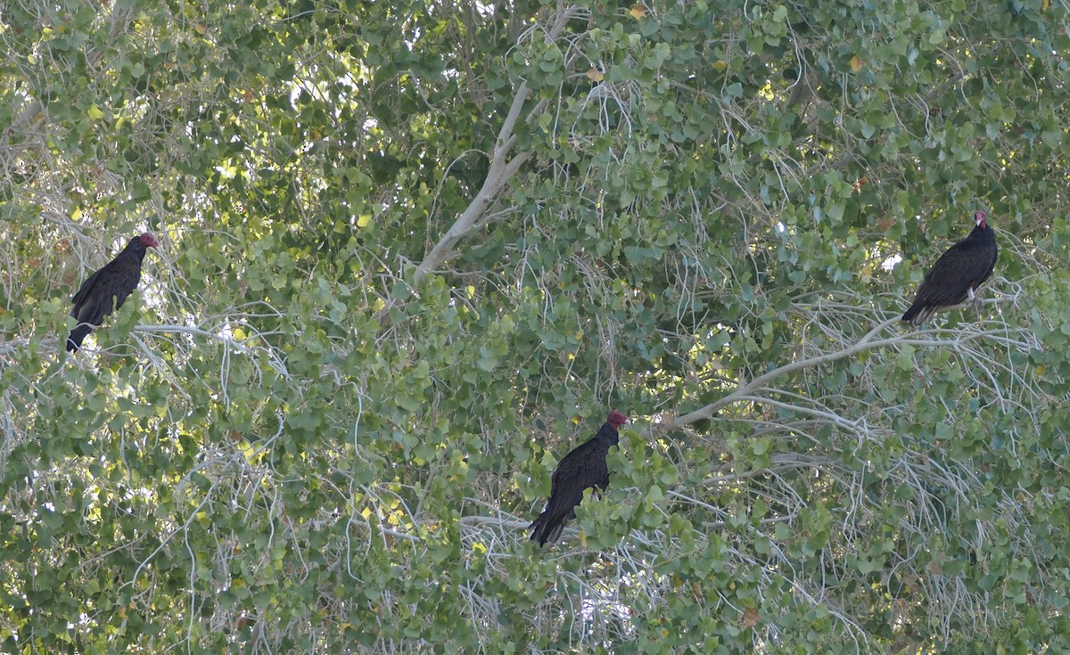 Turkey Vulture - ML639526802