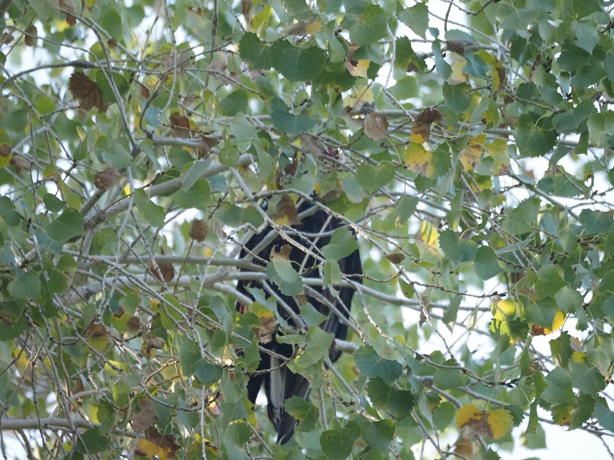 Turkey Vulture - ML639526803