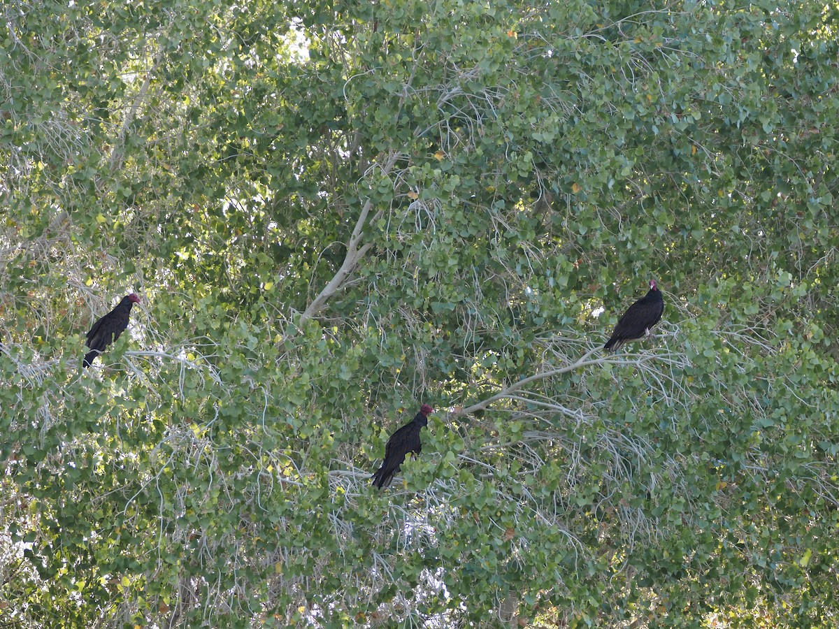 Turkey Vulture - ML639526804
