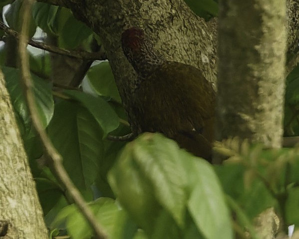 Green-backed Woodpecker - ML639526893