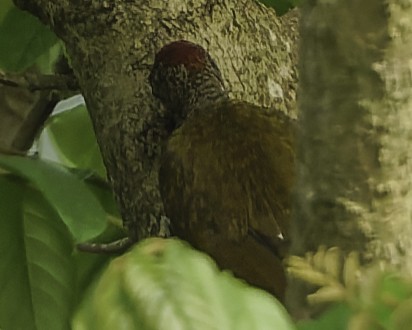 Green-backed Woodpecker - ML639526894