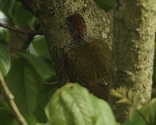 Green-backed Woodpecker - ML639526896