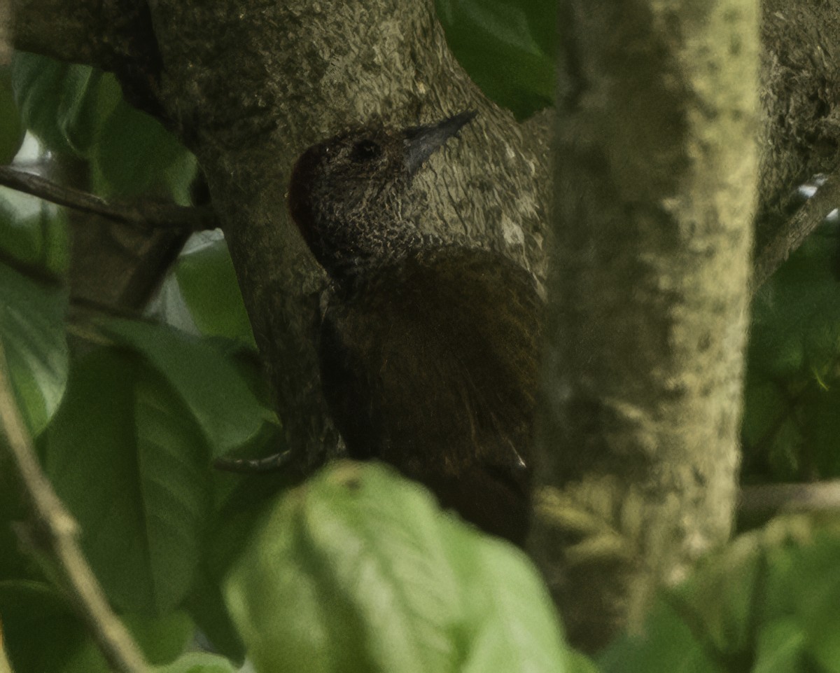 Green-backed Woodpecker - ML639526897