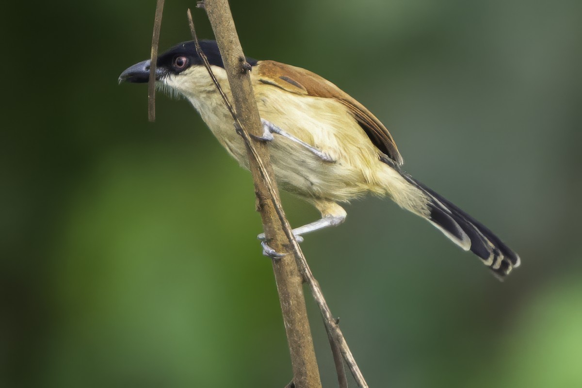 Marsh Tchagra - ML639526913