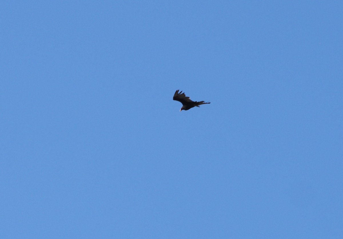 Turkey Vulture - ML639527009