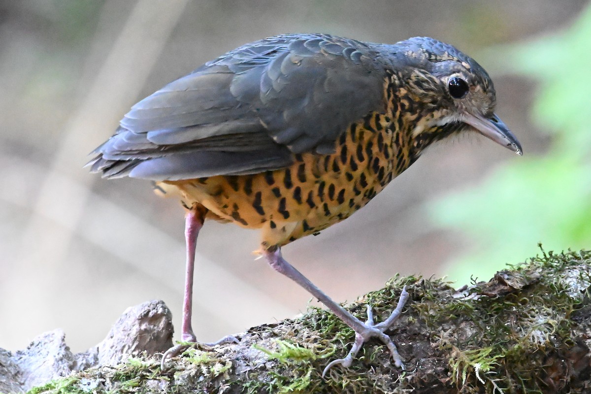 Undulated Antpitta - ML639527095