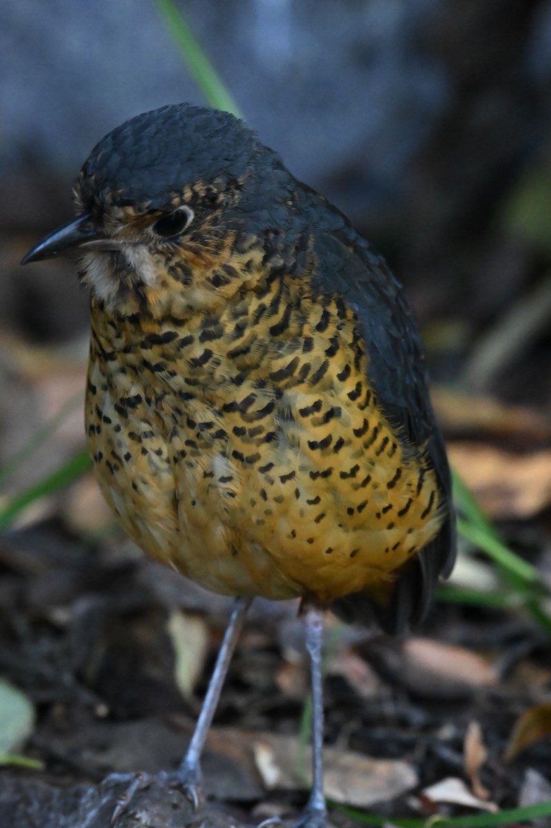 Undulated Antpitta - ML639527097