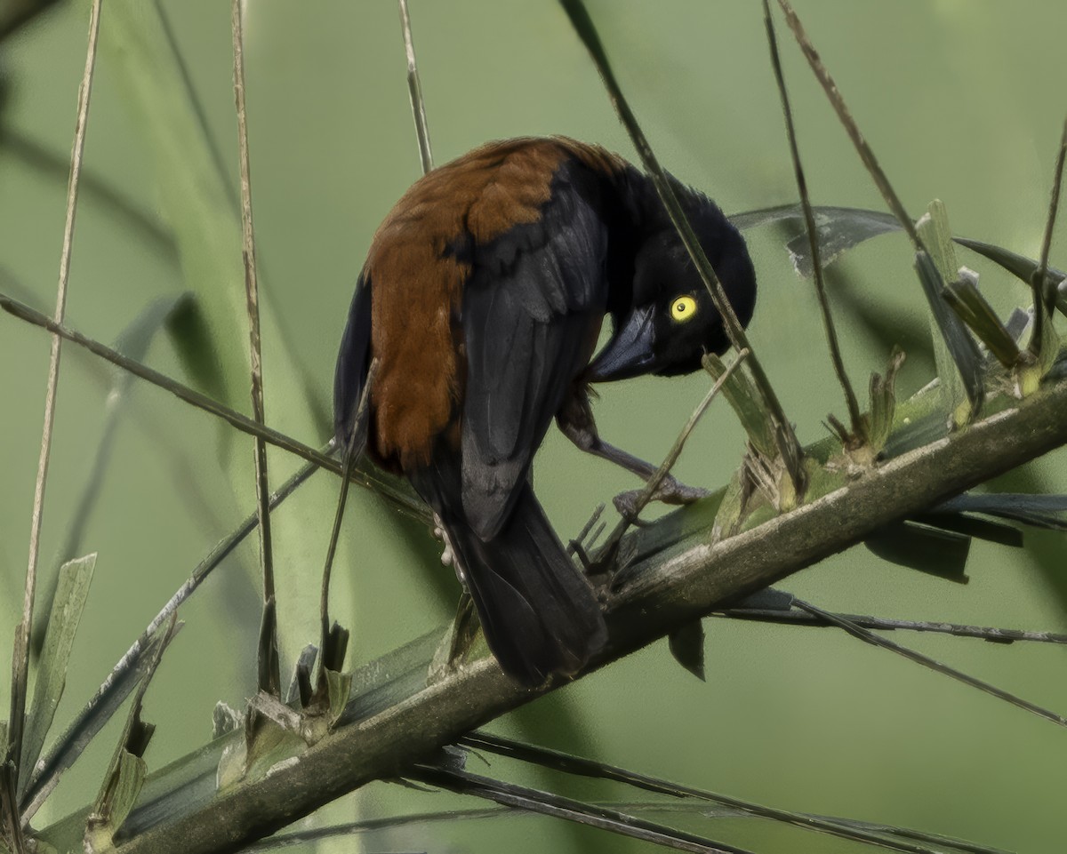 Chestnut-and-black Weaver - ML639527114