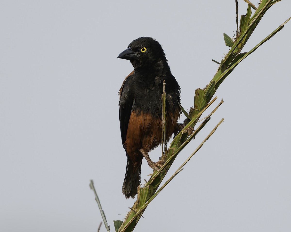 Chestnut-and-black Weaver - ML639527115