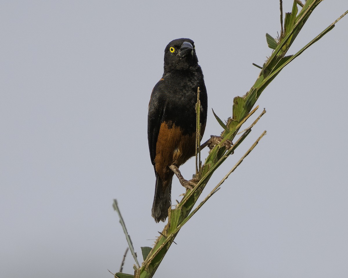 Chestnut-and-black Weaver - ML639527117