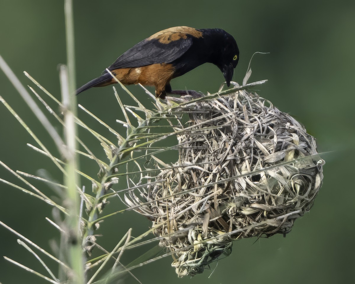 Chestnut-and-black Weaver - ML639527120