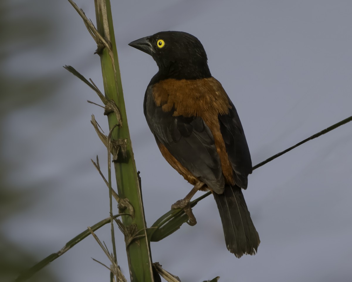 Chestnut-and-black Weaver - ML639527121