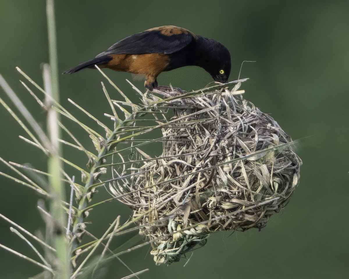 Chestnut-and-black Weaver - ML639527122