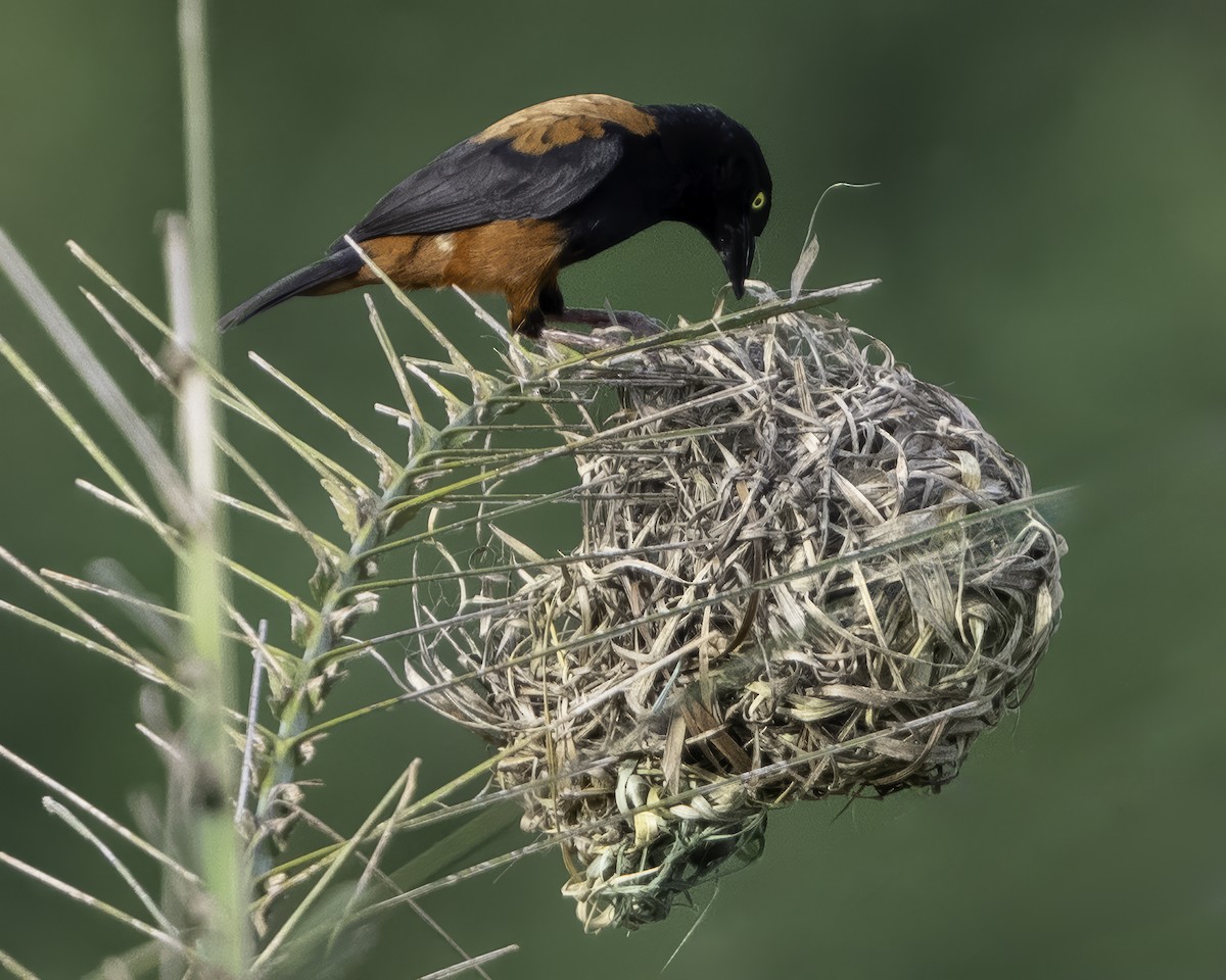 Chestnut-and-black Weaver - ML639527124