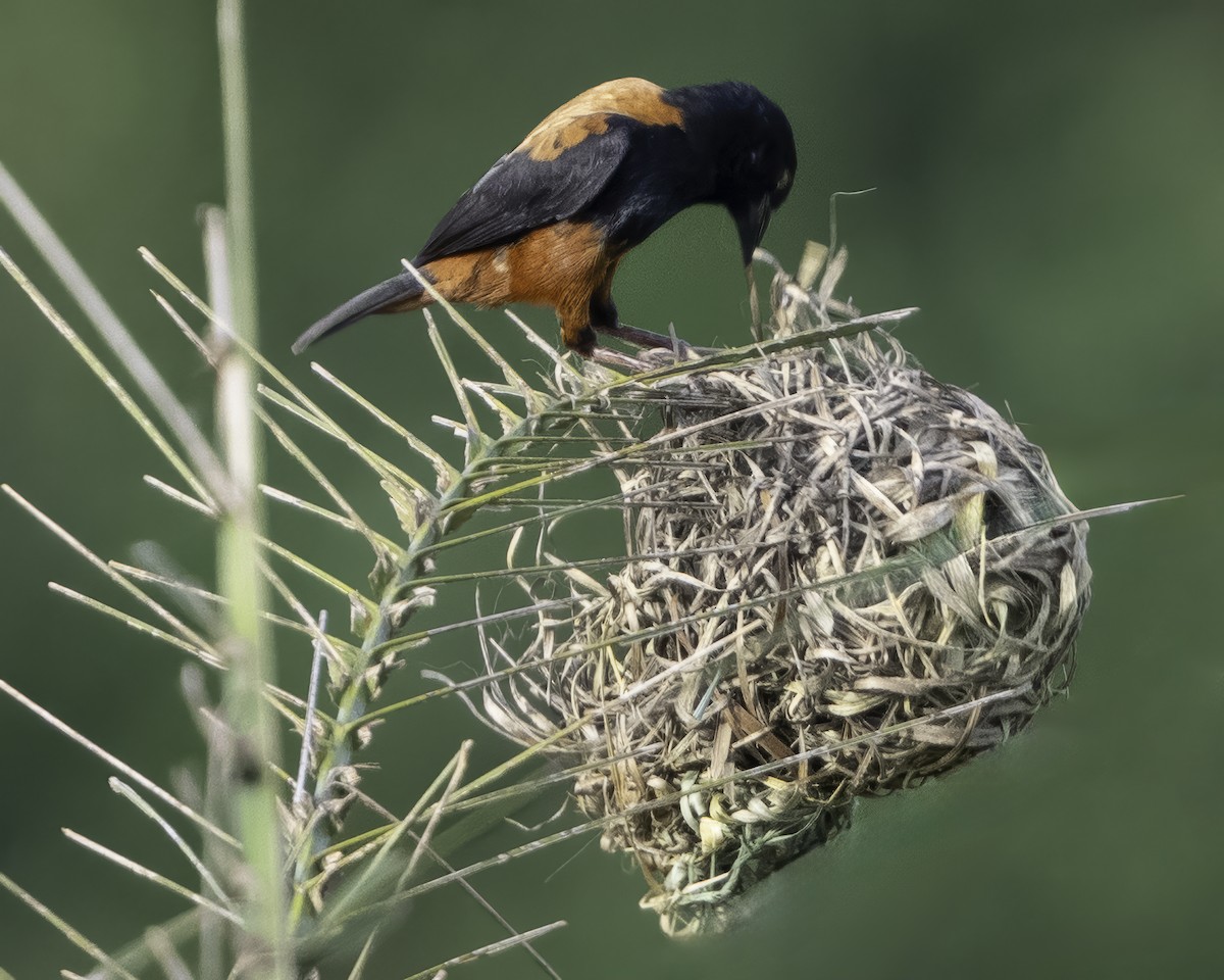 Chestnut-and-black Weaver - ML639527125