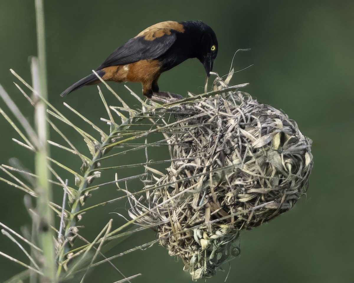 Chestnut-and-black Weaver - ML639527126
