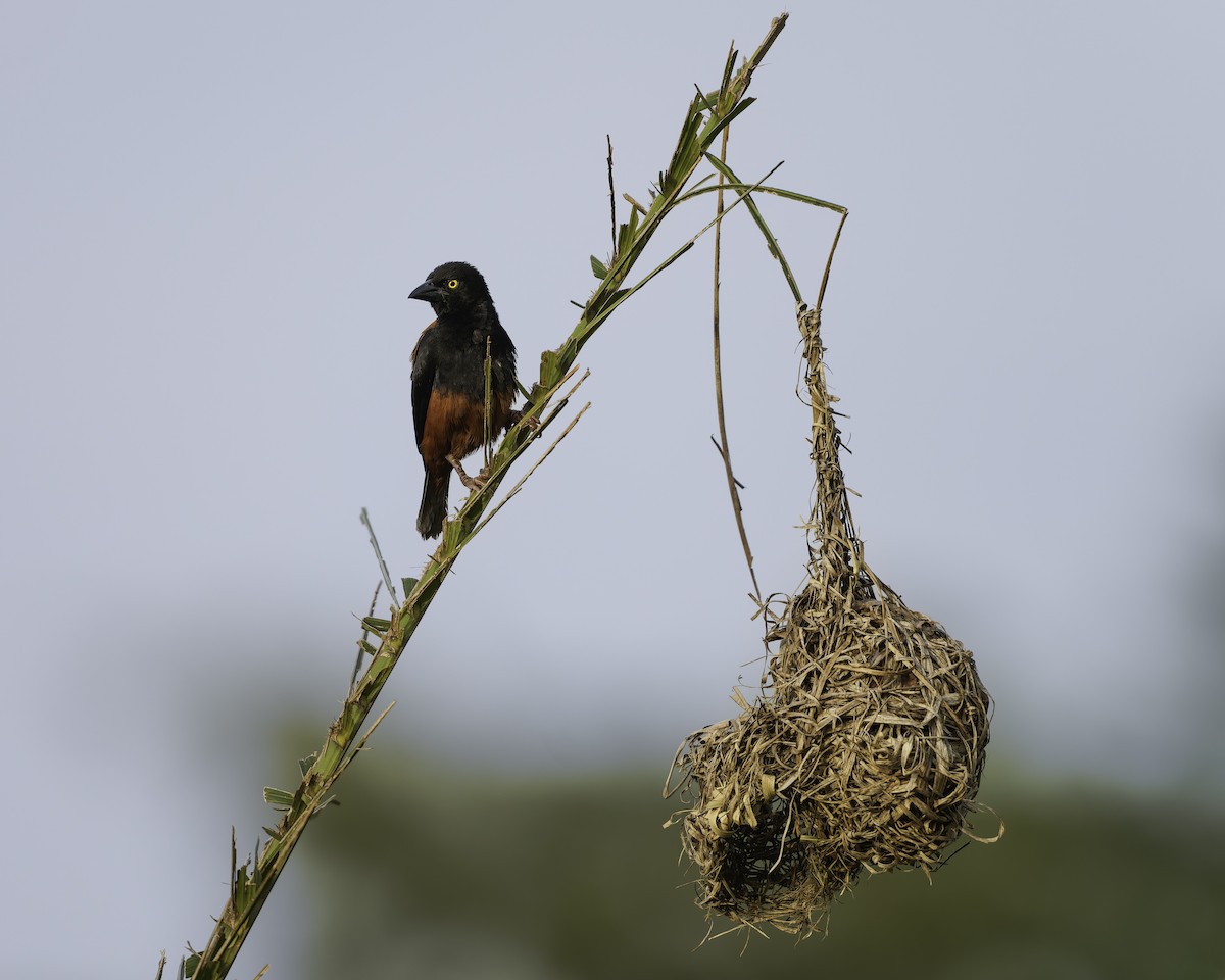 Chestnut-and-black Weaver - ML639527128