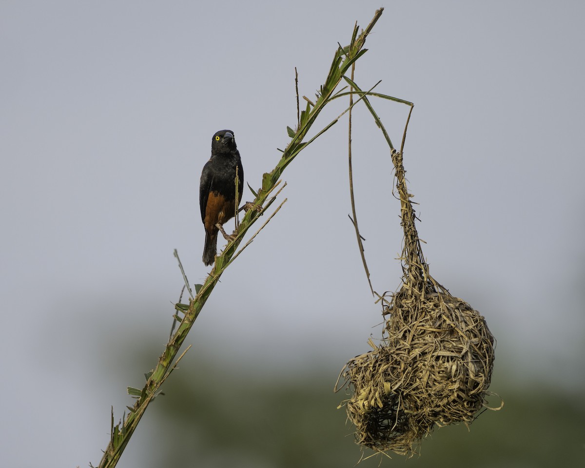 Chestnut-and-black Weaver - ML639527129