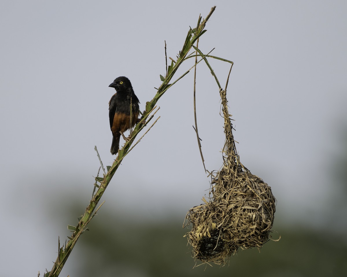 Chestnut-and-black Weaver - ML639527130