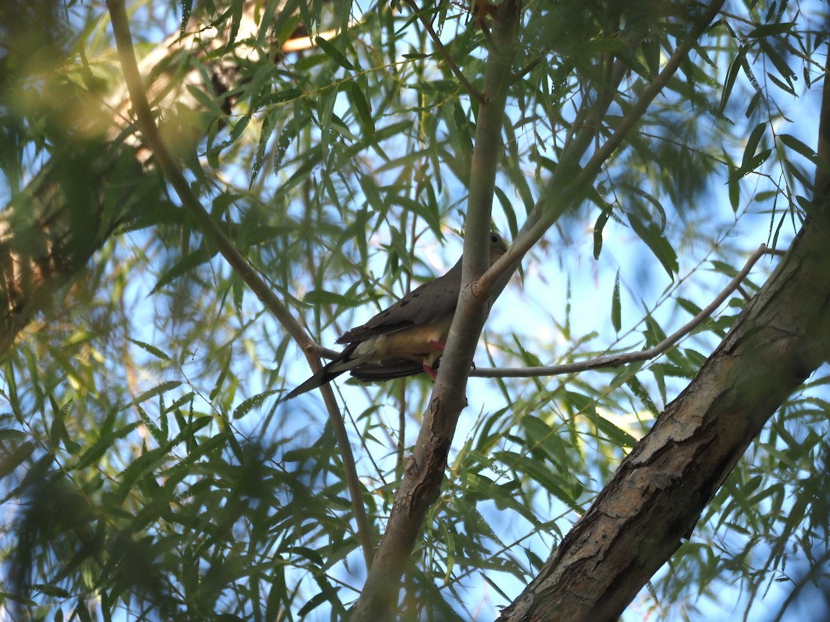 Mourning Dove - ML639527174