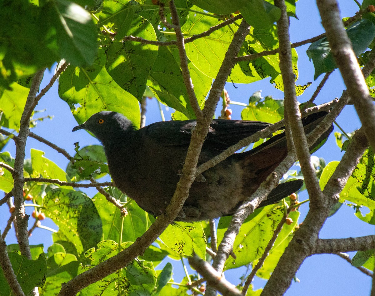Christmas Island Imperial-Pigeon - ML639527203