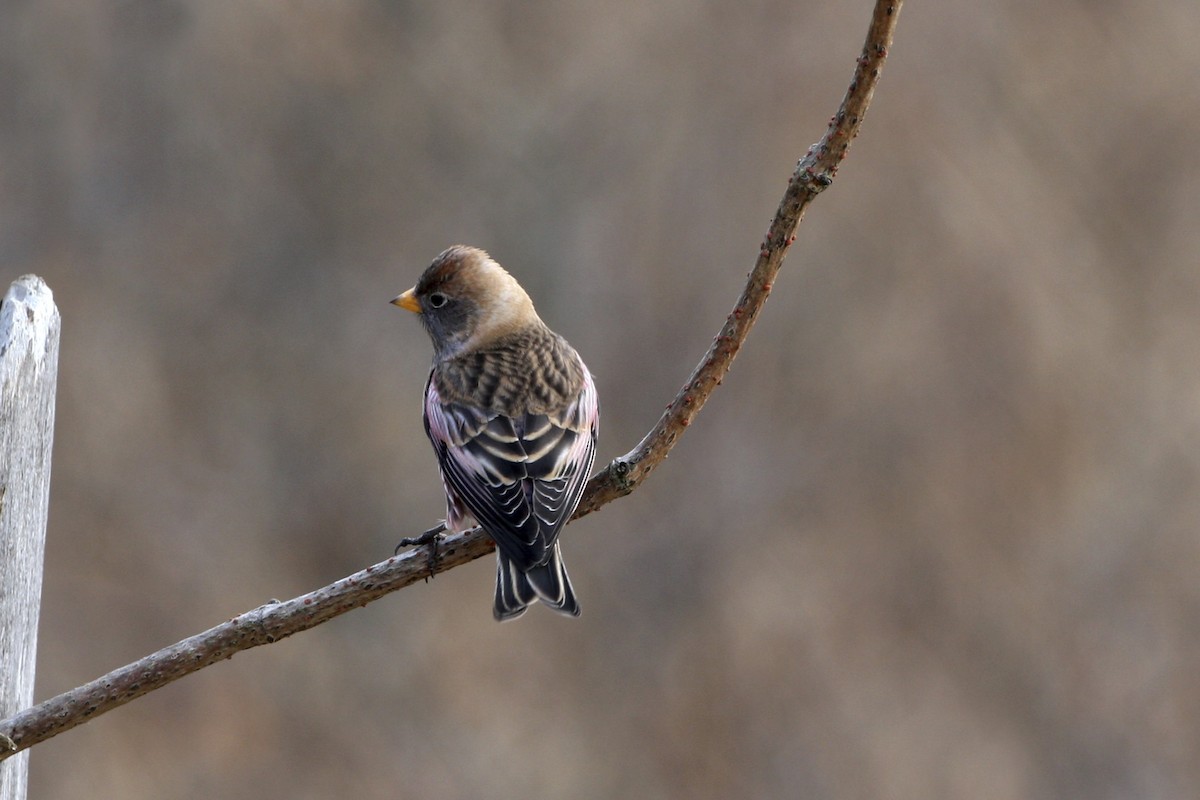 Asian Rosy-Finch - ML639527208