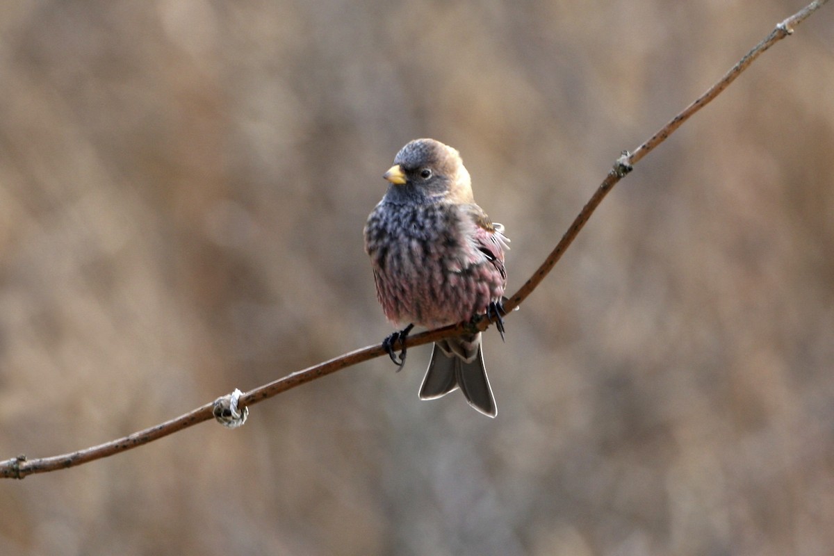 Asian Rosy-Finch - ML639527209