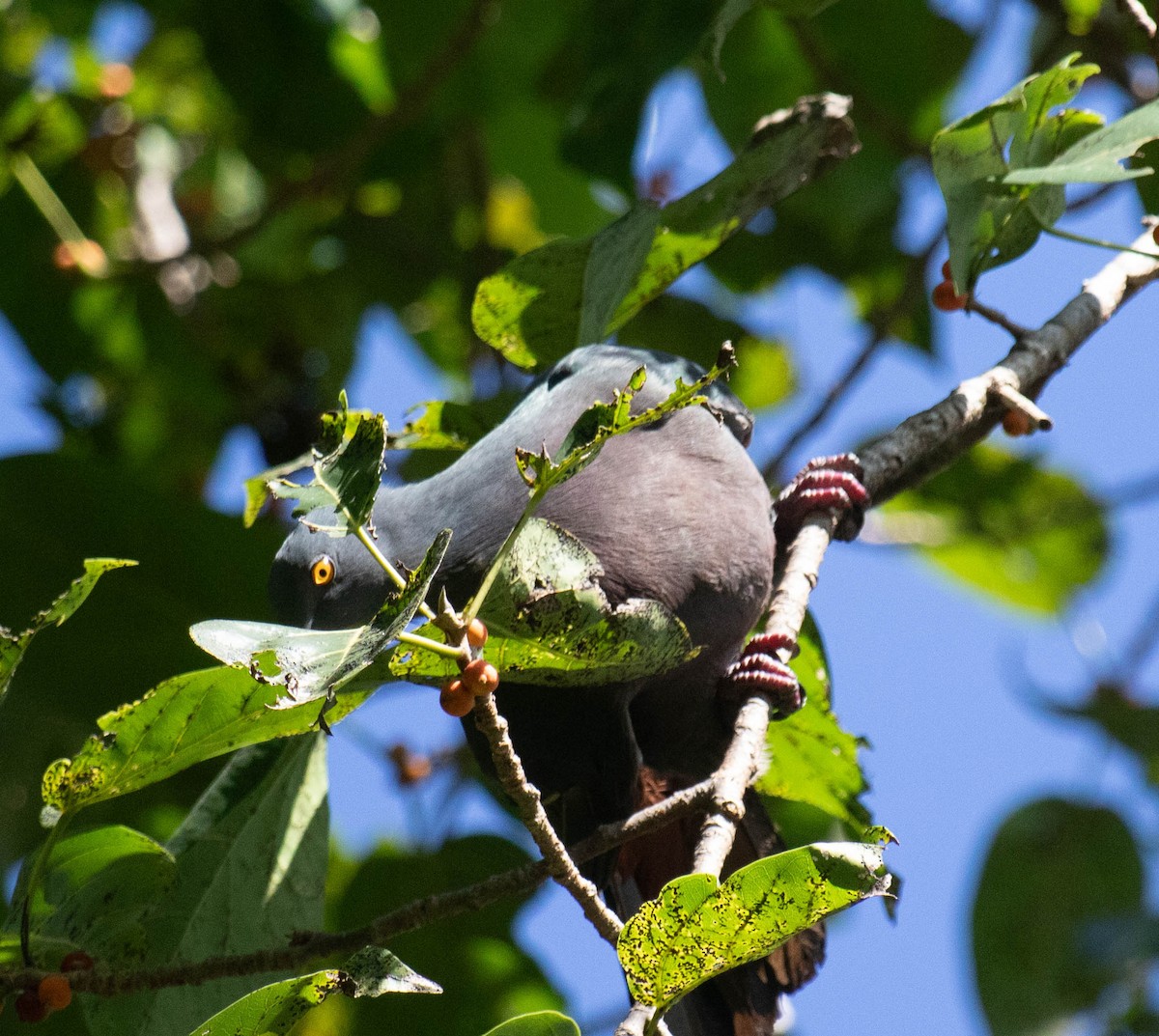Christmas Island Imperial-Pigeon - ML639527214