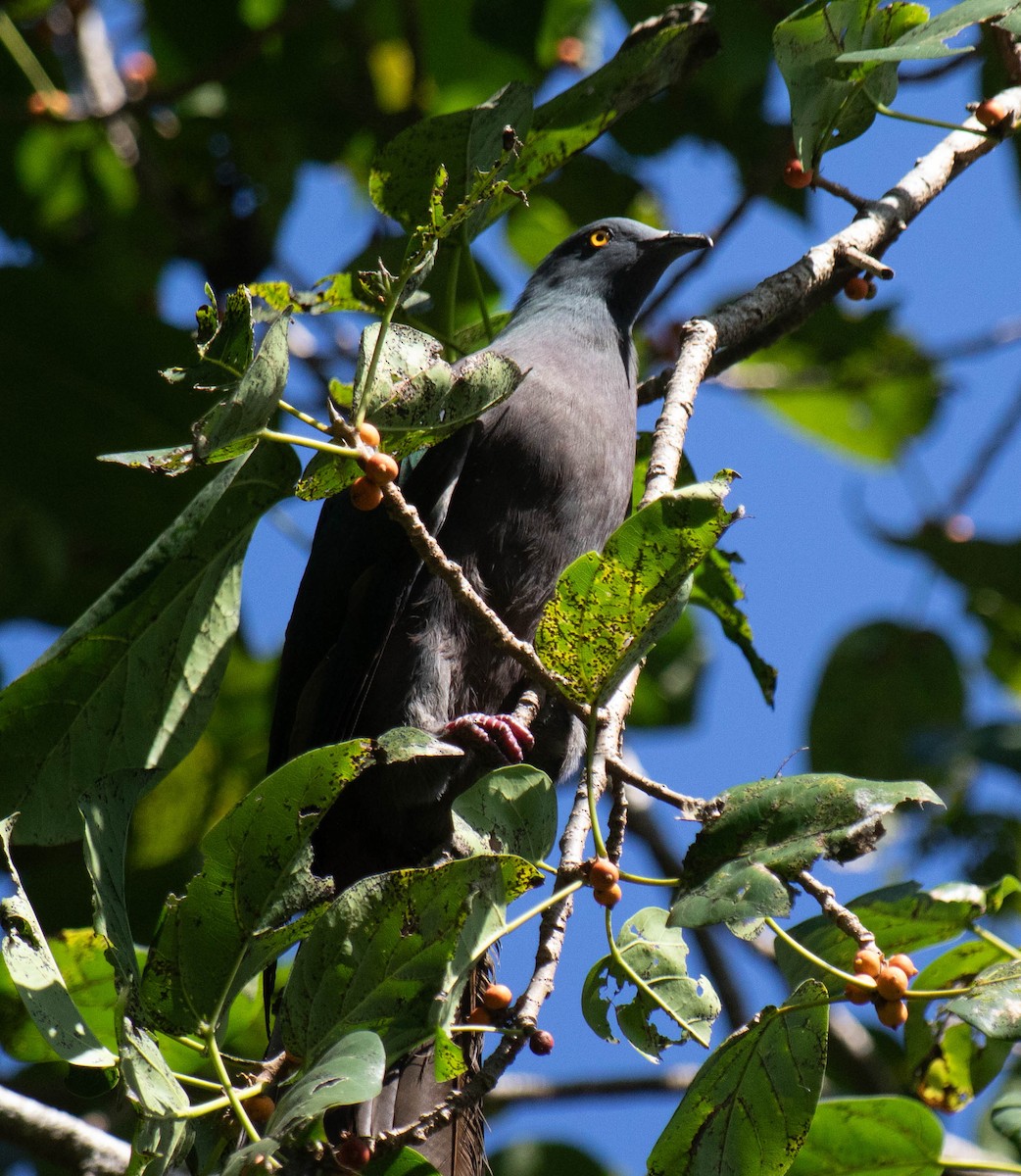 Christmas Island Imperial-Pigeon - ML639527225