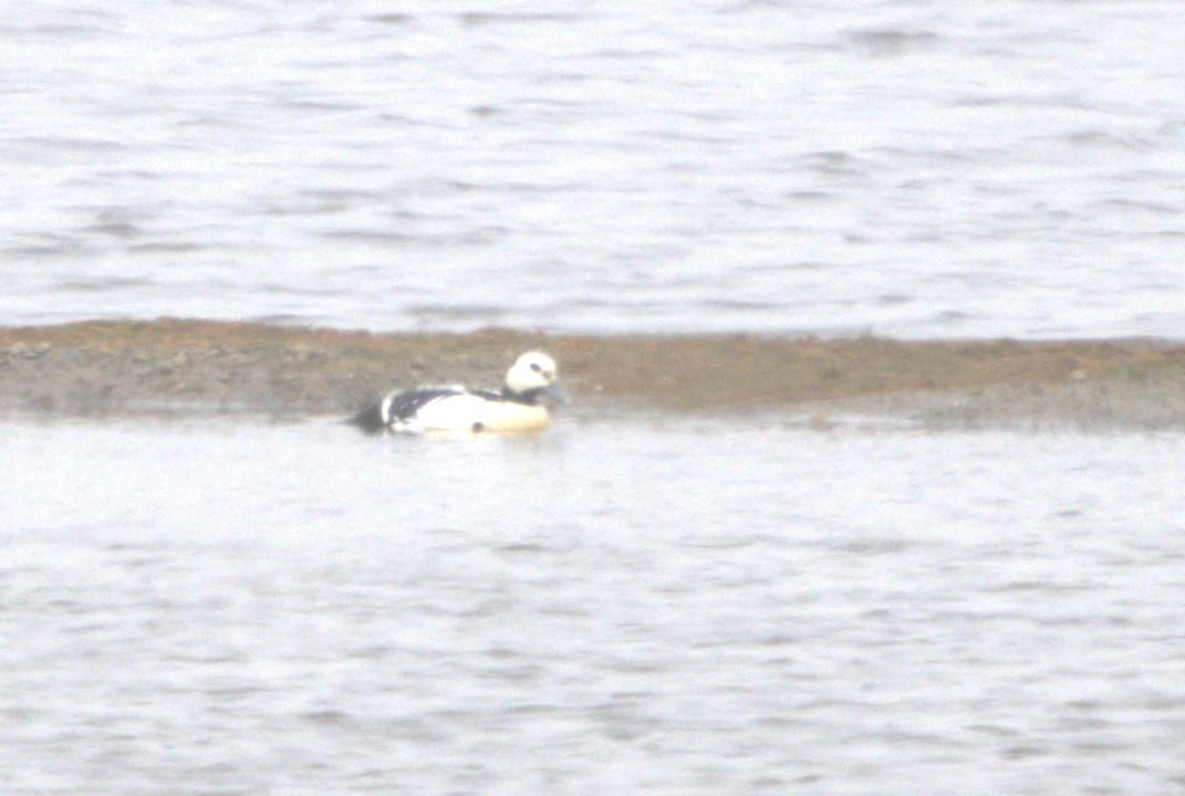 Steller's Eider - ML639527257