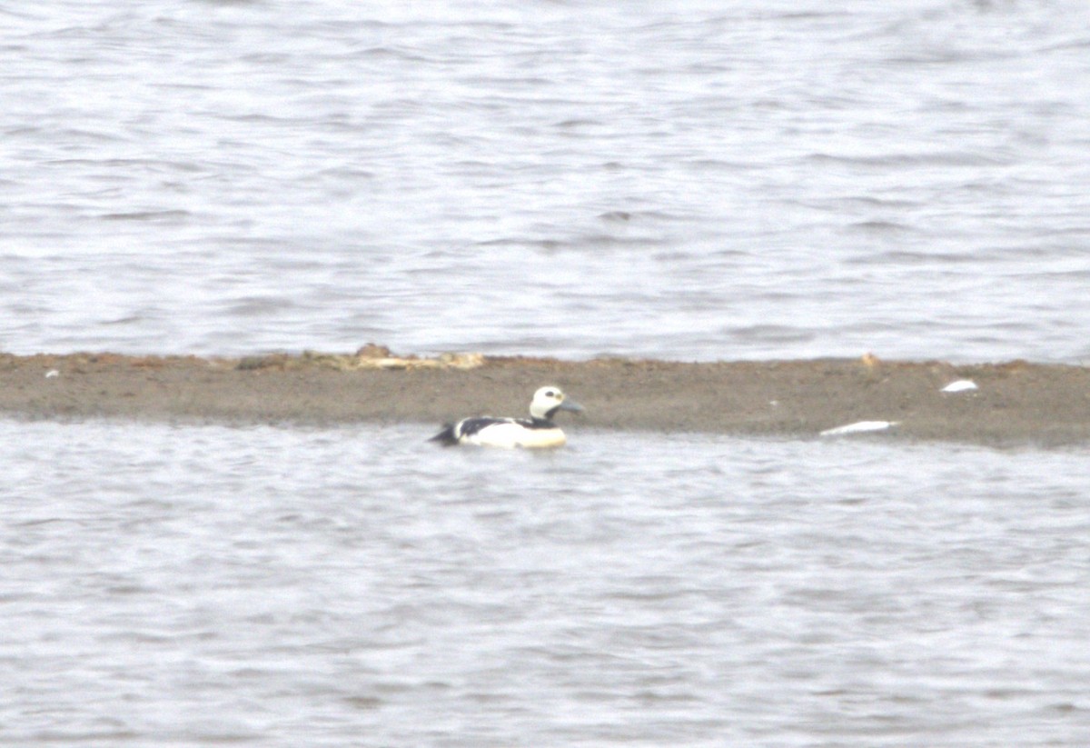 Steller's Eider - ML639527258