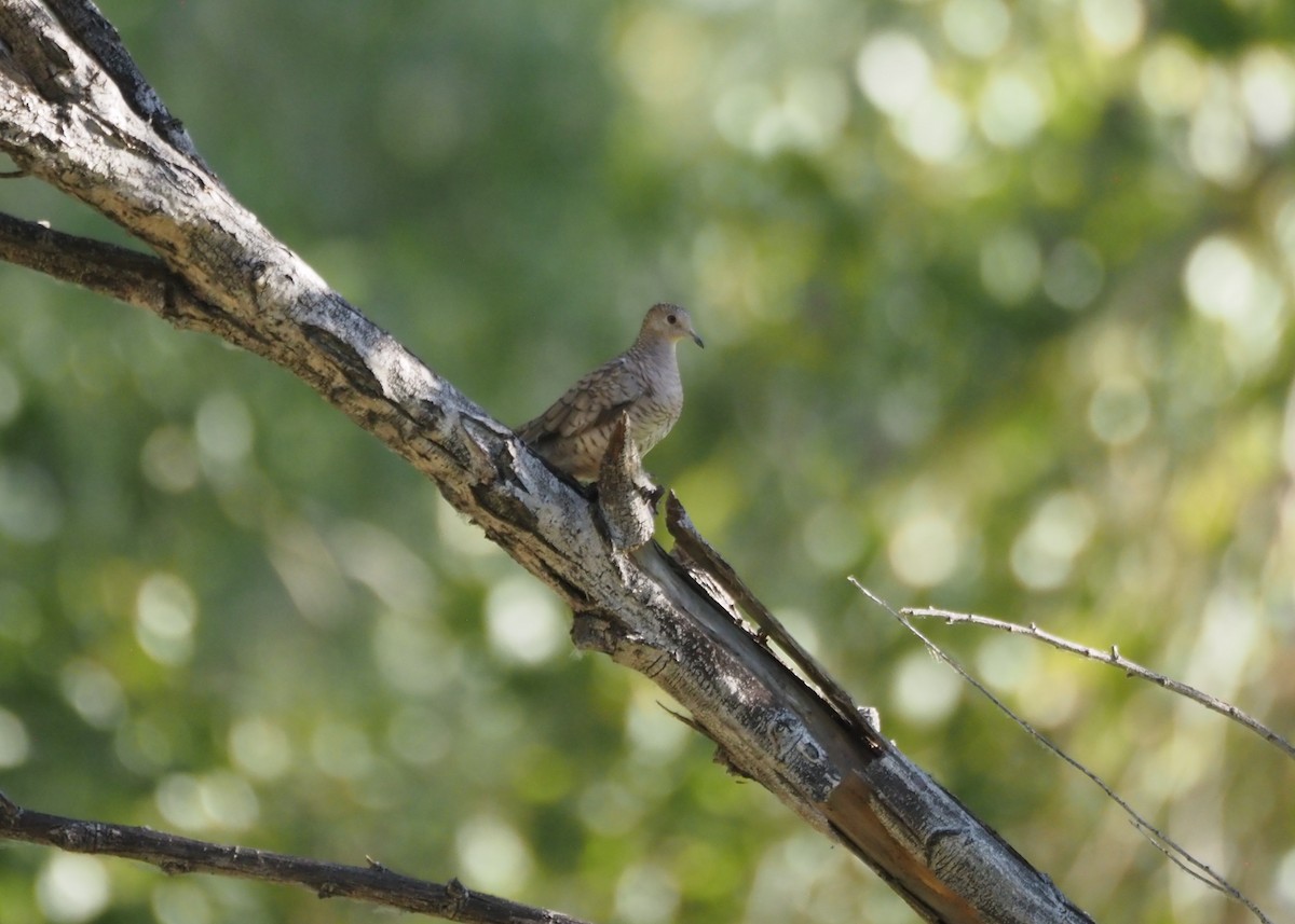 Inca Dove - ML639527349
