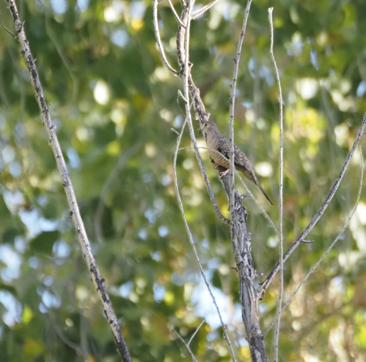Inca Dove - ML639527353