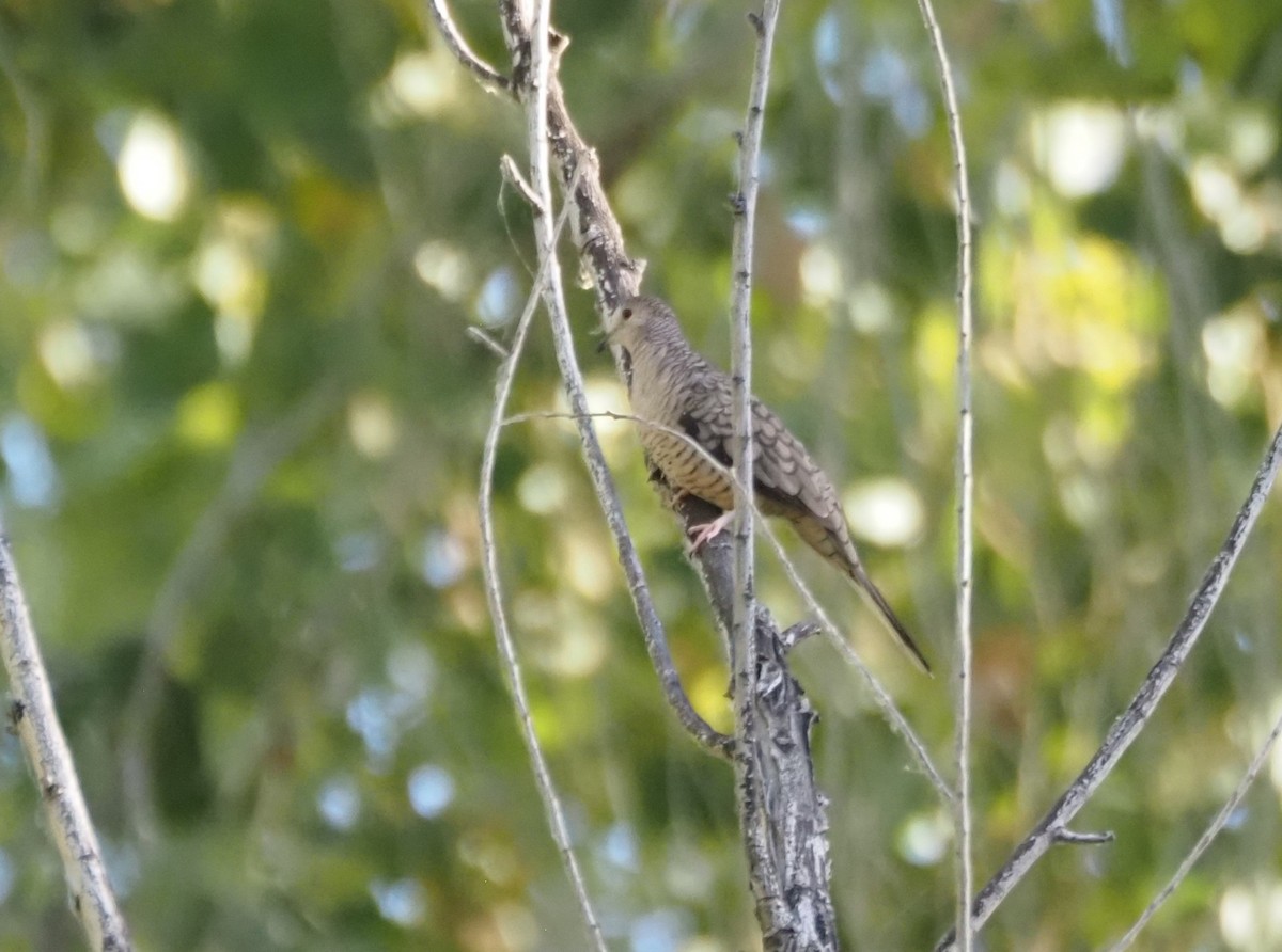 Inca Dove - ML639527354