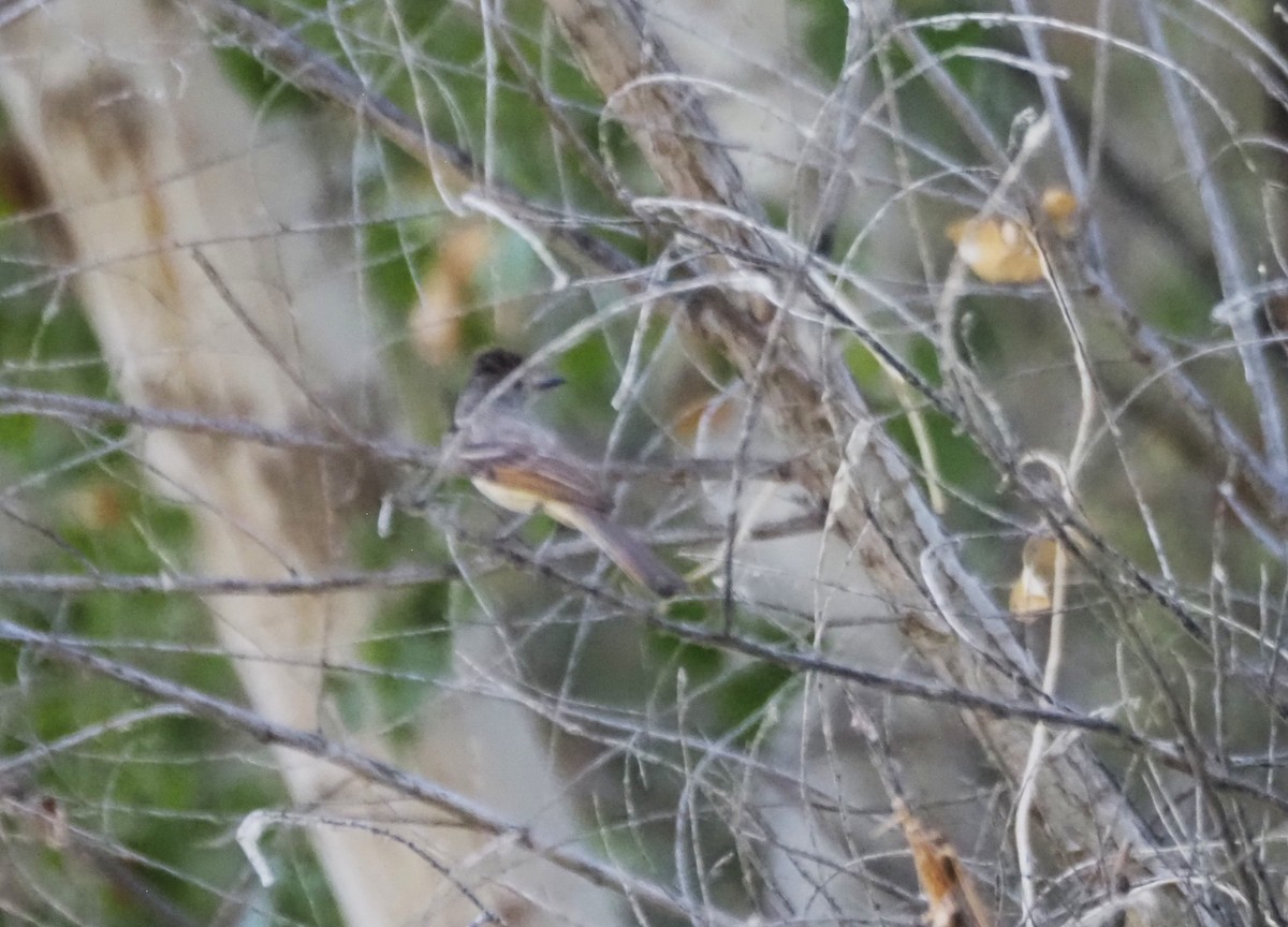 Brown-crested Flycatcher - ML639527357