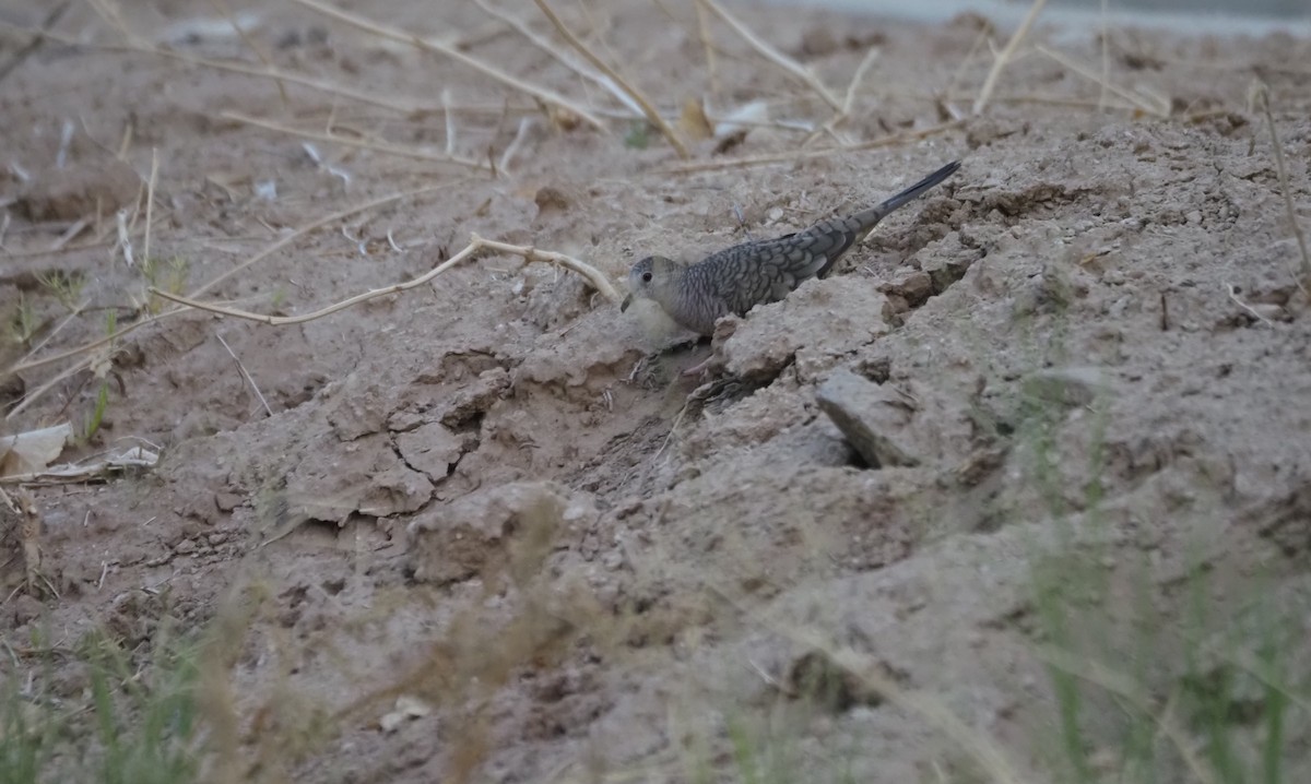 Inca Dove - ML639527358