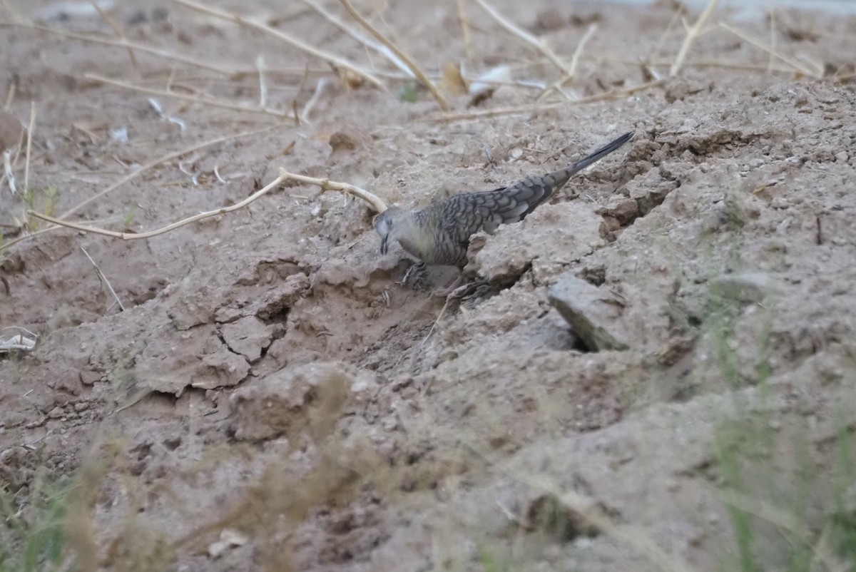 Inca Dove - ML639527359